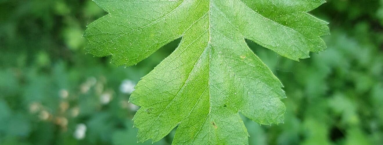 Weißdorn - Eingriffeliger (Crataegus monogyna)