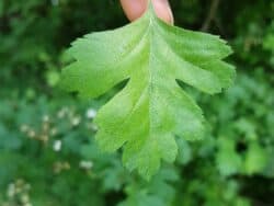 Weißdorn - Eingriffeliger (Crataegus monogyna)