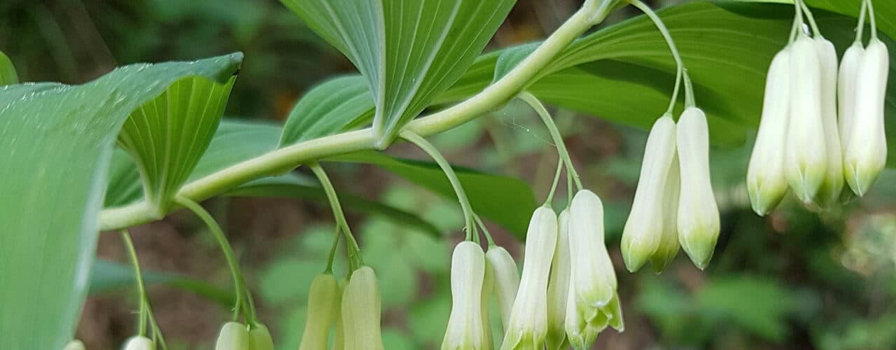 Weißwurz - Vielblütige (Polygonatum multiflorum)