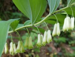 Weißwurz - Vielblütige (Polygonatum multiflorum)