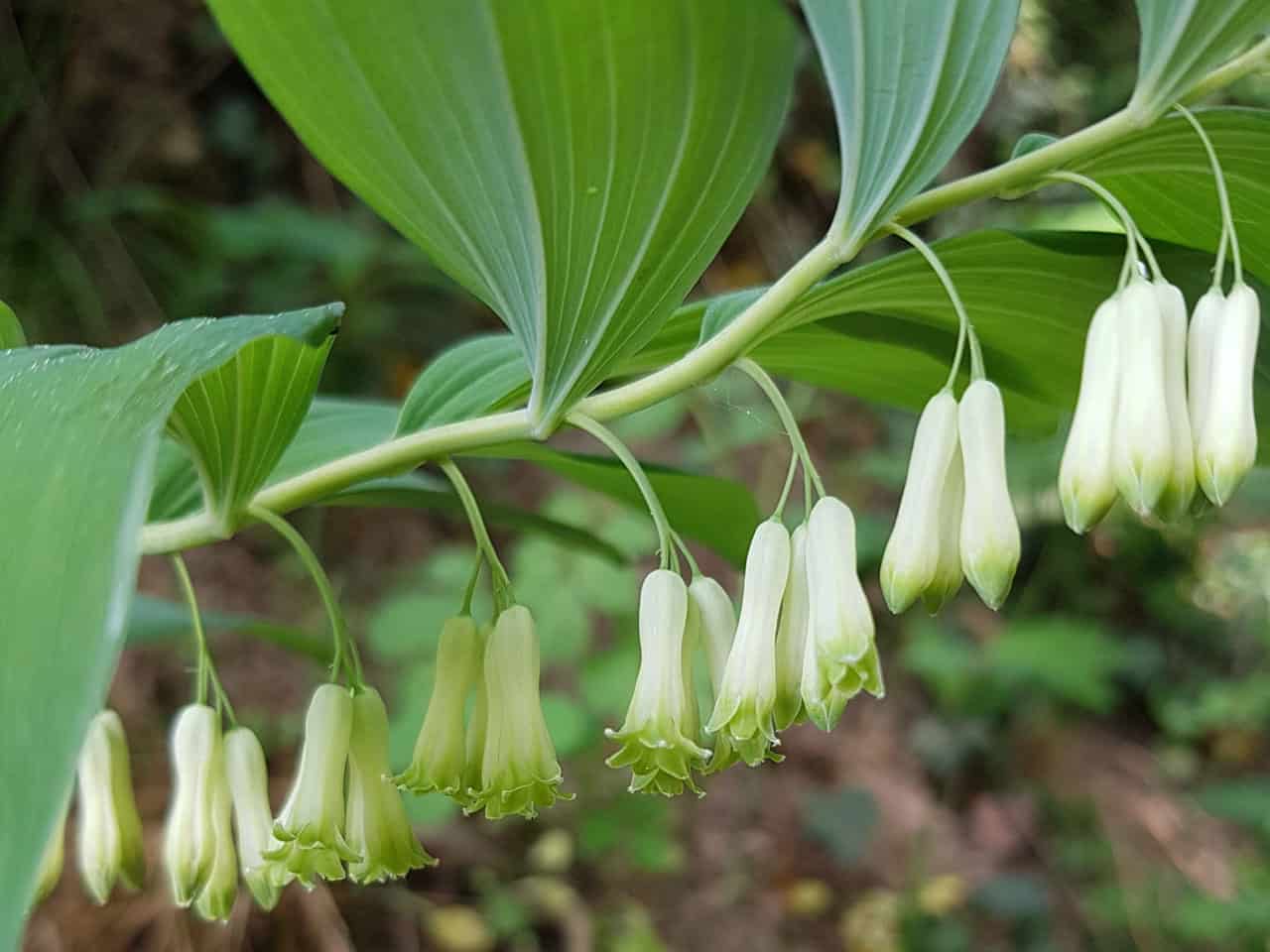 Weißwurz - Vielblütige (Polygonatum multiflorum)