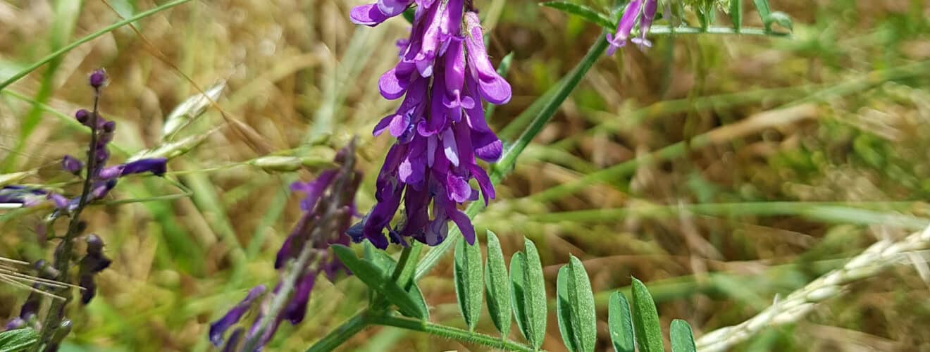 Wicke - Vogel-Wicke (Vicia cracca)