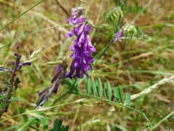 Wicke - Vogel-Wicke (Vicia cracca)