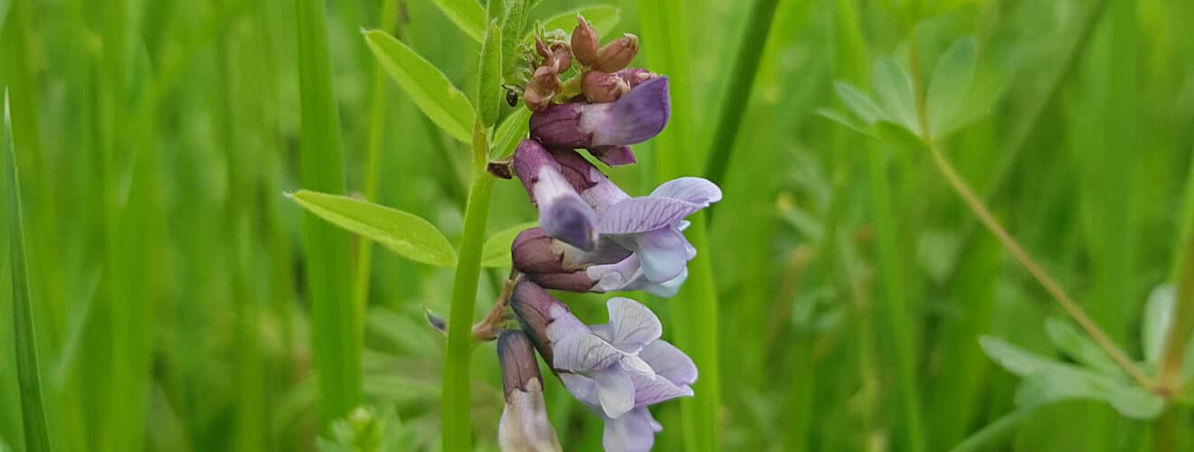 Wicke - Zaun-Wicke (Vicia sepium)