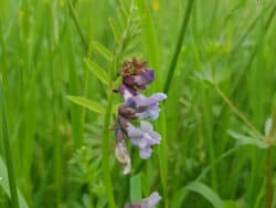 Wicke - Zaun-Wicke (Vicia sepium)