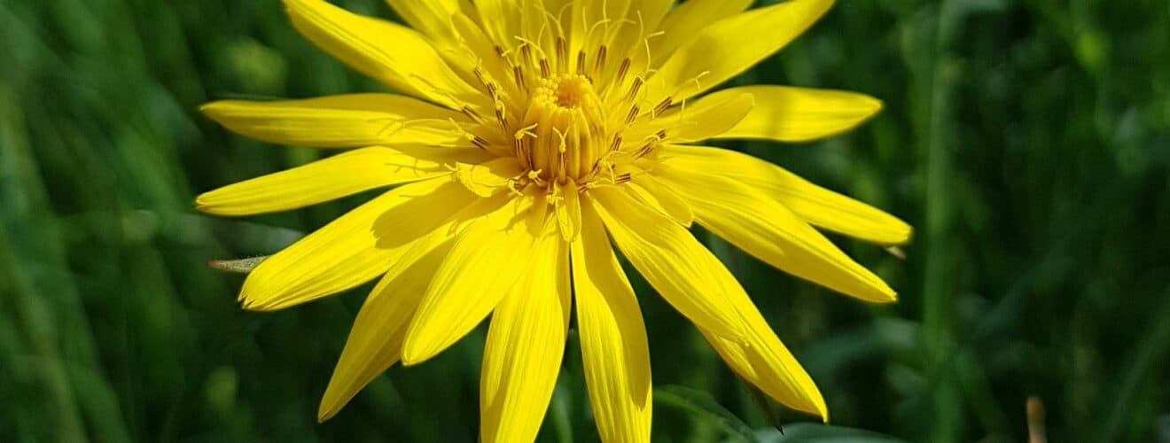 Wiesen-Bocksbart (Tragopogon pratensis)