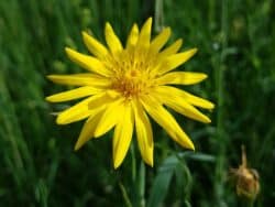 Wiesen-Bocksbart (Tragopogon pratensis)