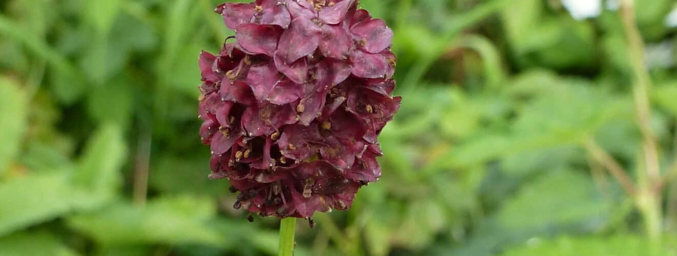 Wiesenknopf - Großer (Sanguisorba officinalis)