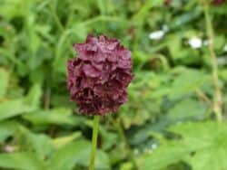 Wiesenknopf - Großer (Sanguisorba officinalis)