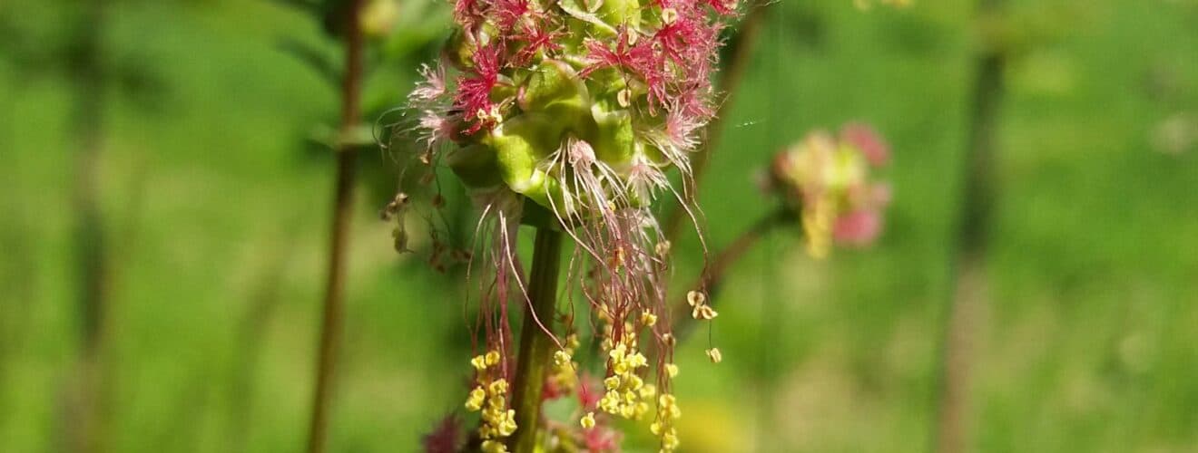 Wiesenknopf - Kleiner (Sanguisorba minor)