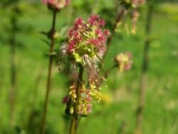 Wiesenknopf - Kleiner (Sanguisorba minor)