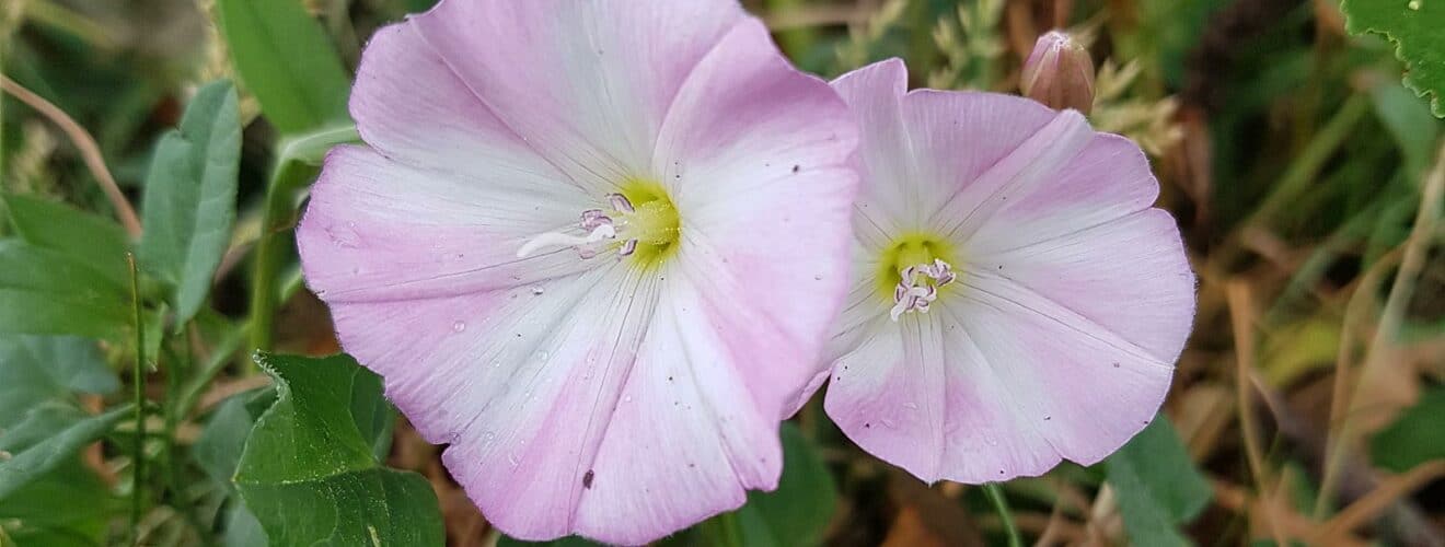 Winde - Acker-Winde (Convolvulus arvensis)