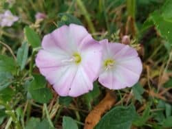 Winde - Acker-Winde (Convolvulus arvensis)