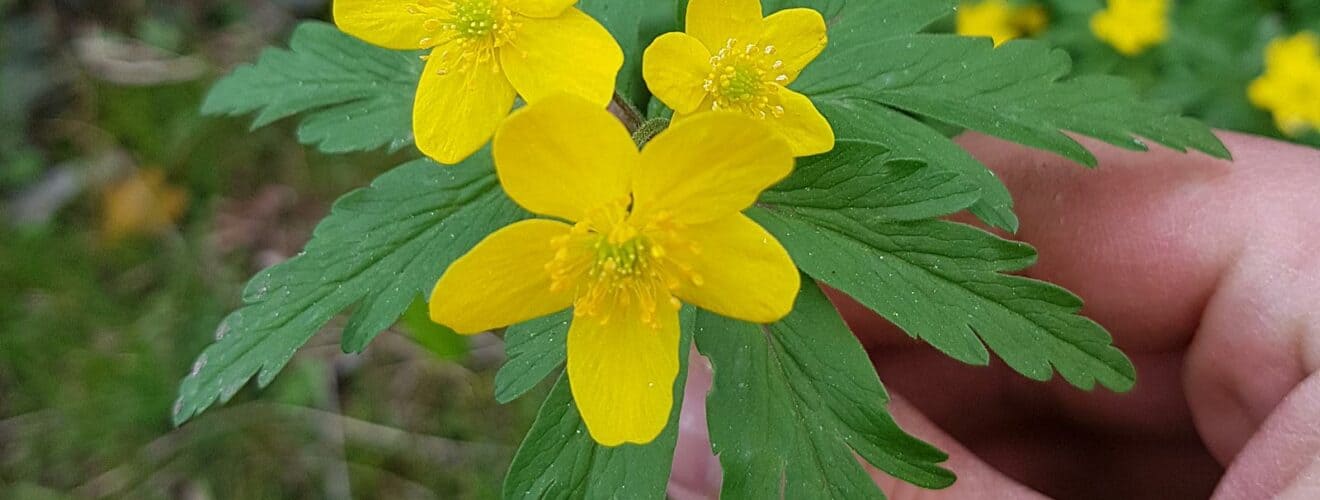 Windröschen - Gelbes (Anemone ranunculoides)