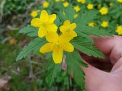 Windröschen - Gelbes (Anemone ranunculoides)