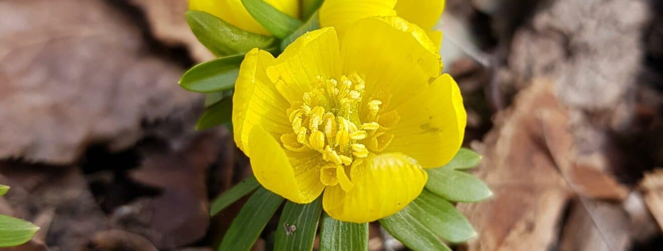 Winterling (Eranthis hyemalis)