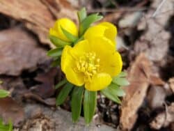 Winterling (Eranthis hyemalis)