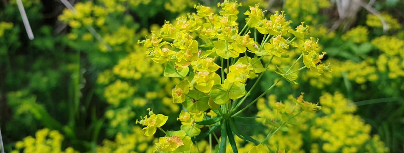 Wolfsmilch - Zypressen (Euphorbia cyparissias)