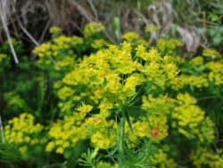 Wolfsmilch - Zypressen (Euphorbia cyparissias)