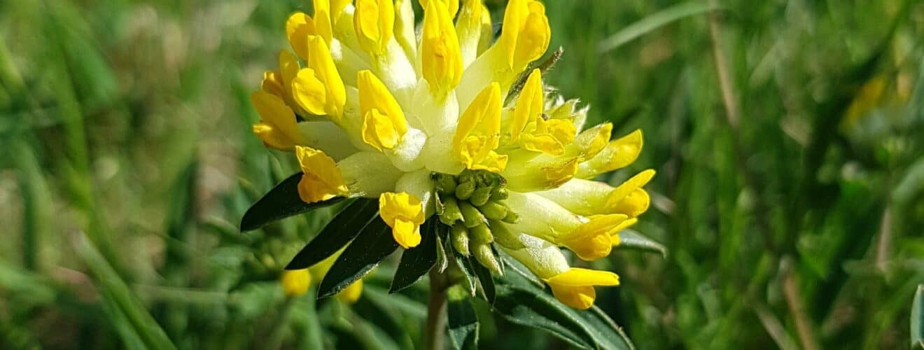 Wundklee - Echter (Anthyllis vulneraria)