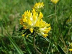 Wundklee - Echter (Anthyllis vulneraria)