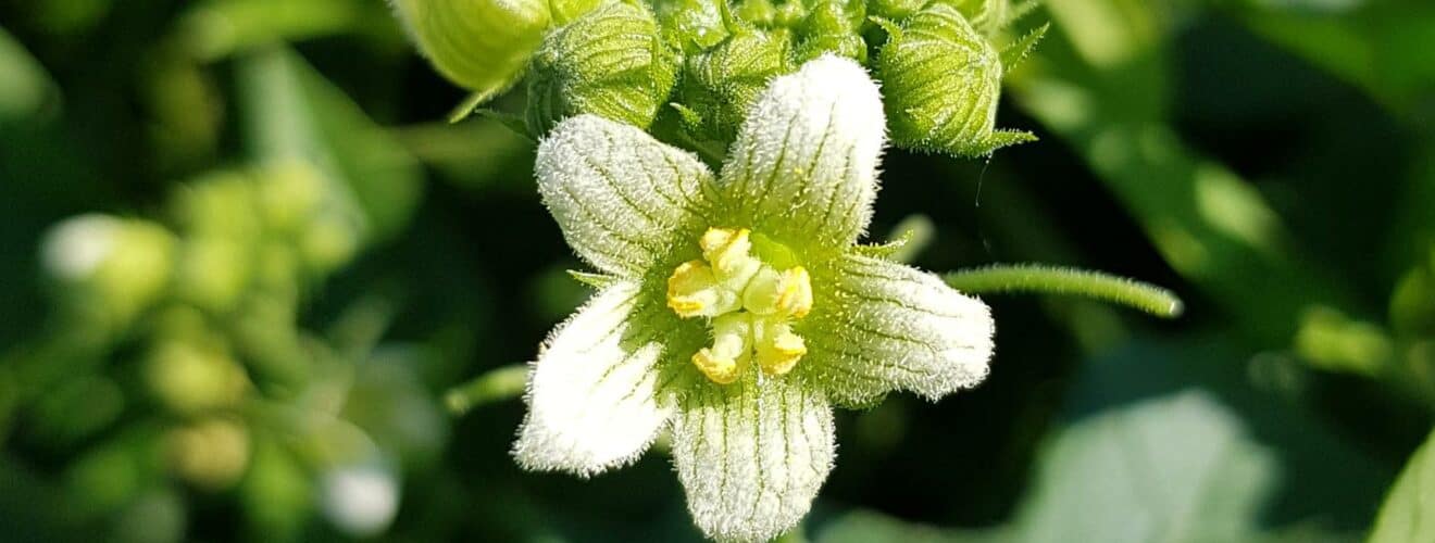 Zaunrübe - Rotfrüchtige (Bryonia dioica)