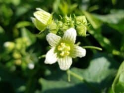 Zaunrübe - Rotfrüchtige (Bryonia dioica)