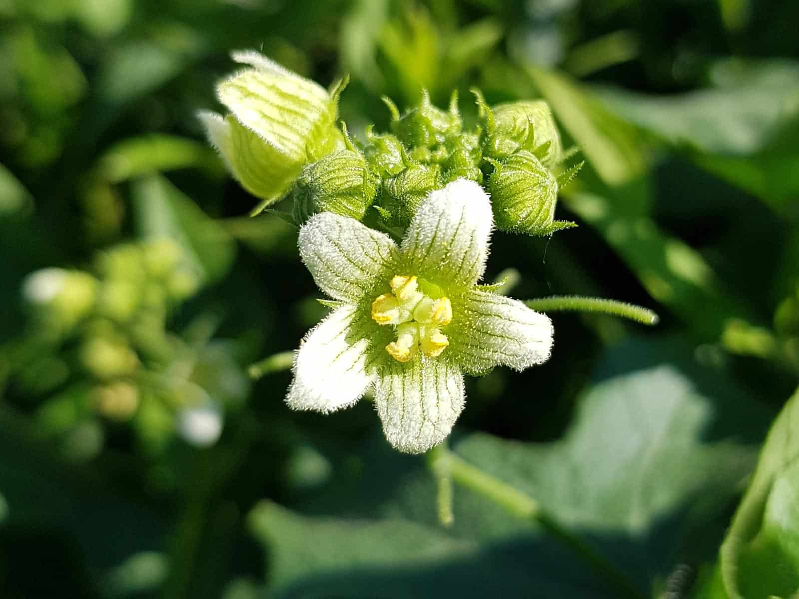 Zaunrübe - Rotfrüchtige (Bryonia dioica)
