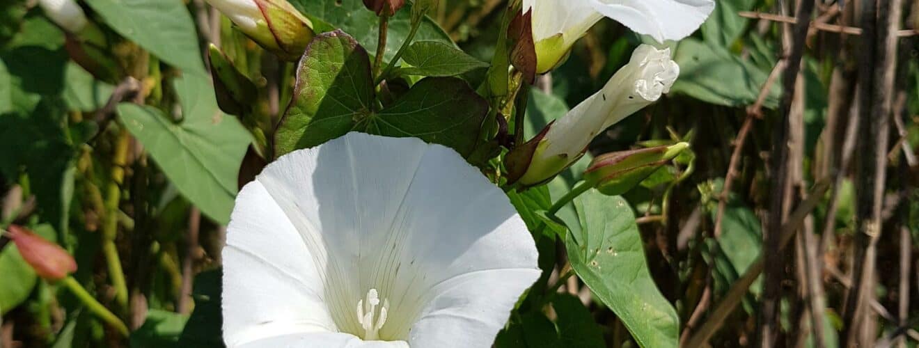 Zaunwinde - Echte (Calystegia sepium)