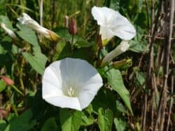 Zaunwinde - Echte (Calystegia sepium)