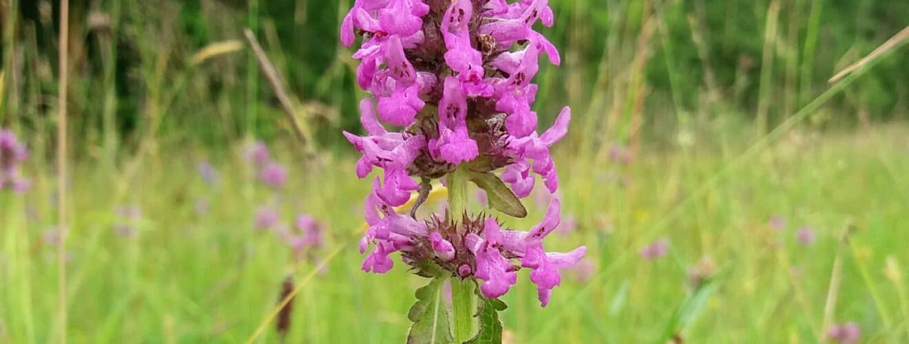 Betonie - Echte / Heilziest (Betonica officinalis)