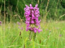 Betonie - Echte / Heilziest (Betonica officinalis)