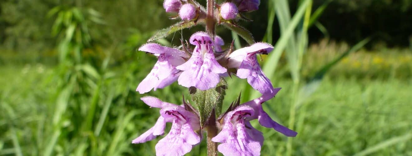 Ziest - Sumpf-Ziest (Stachys palustris)