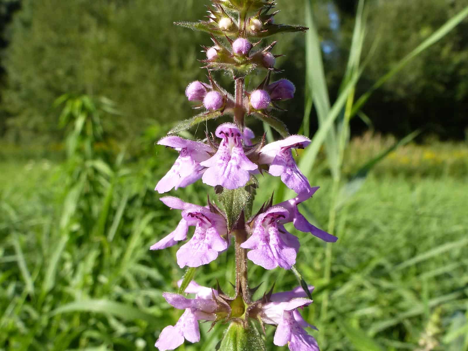 Ziest - Sumpf-Ziest (Stachys palustris)