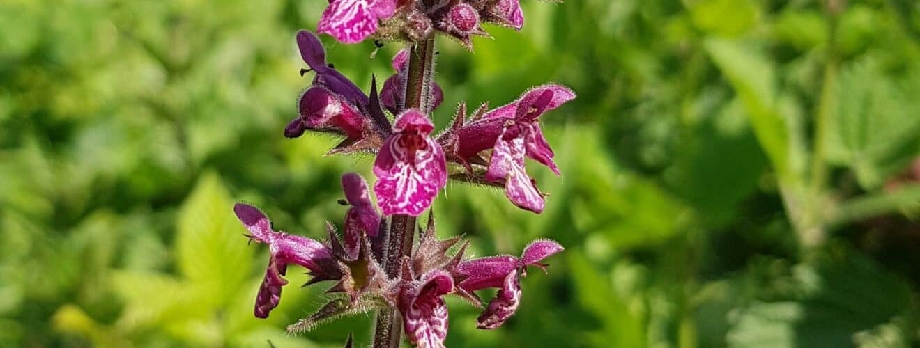 Ziest - Wald-Ziest (Stachys sylvatica)