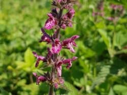 Ziest - Wald-Ziest (Stachys sylvatica)