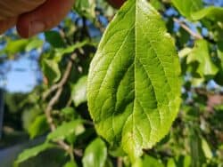 Zwetschge - Echte (Prunus domestica subsp. domestica)
