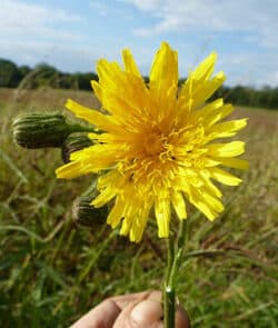 Acker-Gänsedistel (Sonchus arvensis)