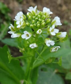 Acker-Hellerkraut (Thlaspi arvense)