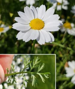 Acker-Hundskamille (Anthemis arvensis)