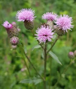 Acker-Kratzdistel (Cirsium arvense) 