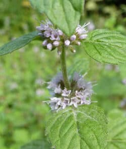 Acker-Minze (Mentha arvensis)