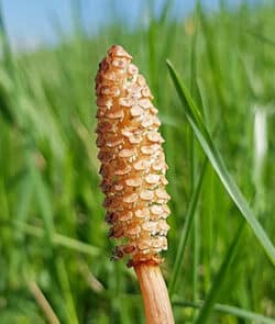 Acker-Schachtelhalm (Equisetum arvense)