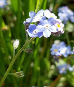 Acker-Vergissmeinnicht (Myosotis arvensis)