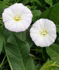 Acker-Winde (Convolvulus arvensis)