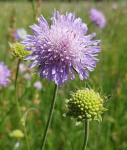 Acker-Witwenblume (Knautia arvensis