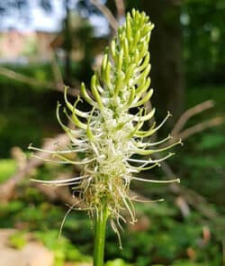 Ährige Teufelskralle (Phyteuma spicatum)