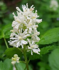 Ährige Christophskraut (Actaea spicata)