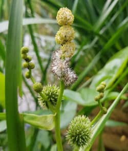 Ästiger Igelkolben (Sparganium erectum)