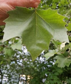 Ahornblättrige Platane (Platanus × acerifolia)